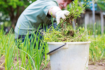 Garden Tidy Up's & Makeovers